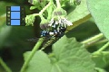 Scene 016_Blue bodied transparent wing dayflying moth on flower